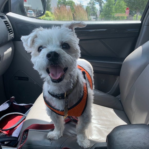 Meet your Posher, Gaby - Picture 2 of 2